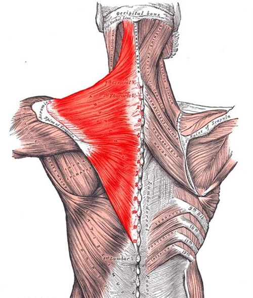骑车为何会引起颈部酸痛? - 户外知识 里口山城市山地公园