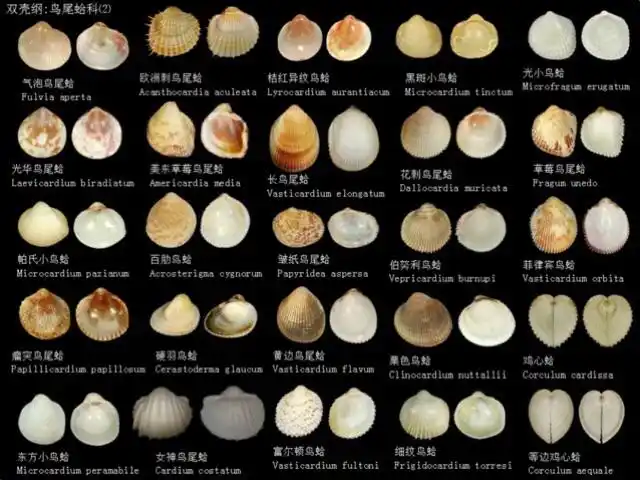 贝壳图鉴 - 美篇