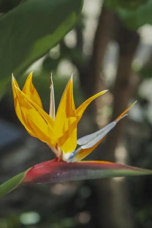 天堂鸟,学名鹤望兰,是一种美丽而独特的观赏植物,其优雅的花形和鲜艳
