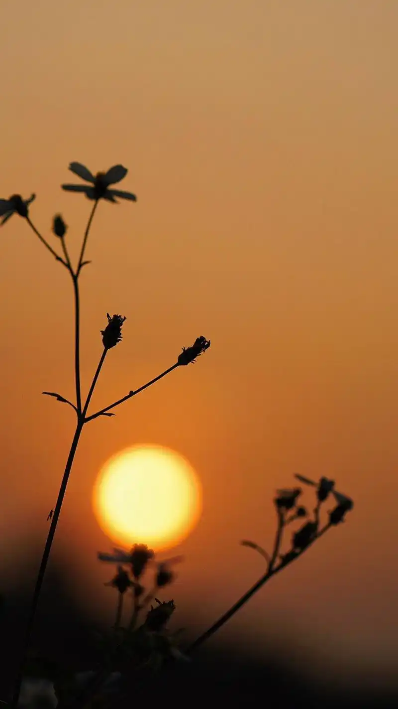 绝美夕阳竖屏壁纸合集