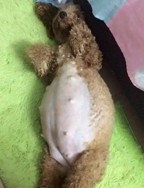 泰迪怀孕肚子大如球,主人既心疼又无奈,生产时主人看呆了