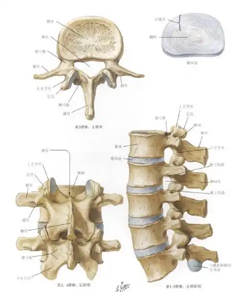 脊柱解剖图(引自奈特-人体解剖学图谱)