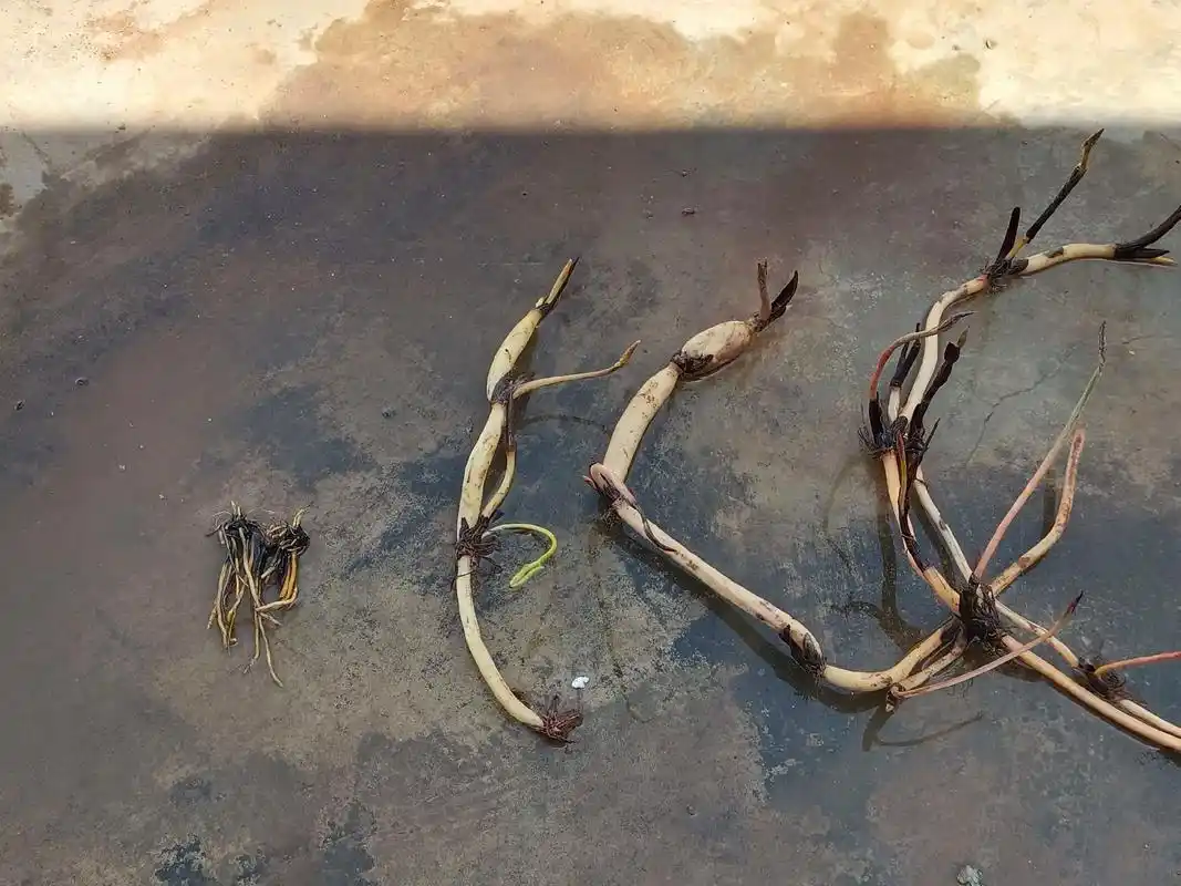 莲藕 园艺小知识 根部 碗莲:有绒毛,挺出水面,没有缺口 睡 - 抖音