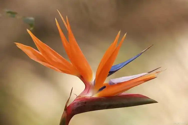 天堂鸟植物叶子卷边开裂怎么回事?