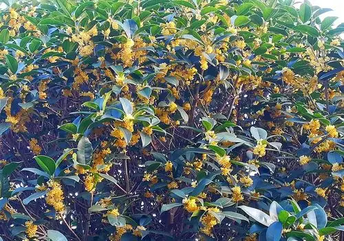 一百年的桂花树每到八月开花时,全村都在飘香