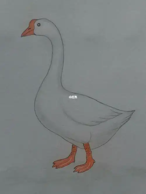 铅笔画大鹅怎么画白鹅鹅怎样用数字画出大白鹅鹅的简笔画怎么画?