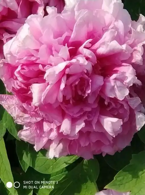 这就是"银红巧对",它是王冠形的,为重瓣花.