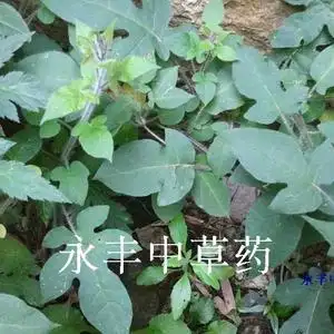 野生白英 毛风藤 毛葫芦 毛秀才 白毛藤 排风 胡毛藤 干品