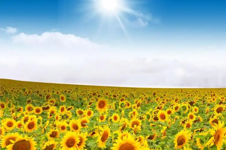 向日葵花海大图,图片大全,高清,图库-回车桌面