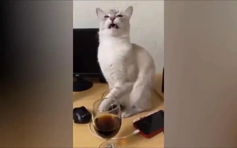 【fusion fun#11】放下功德包袱 开心防止抑郁【国外高能沙雕搞笑】