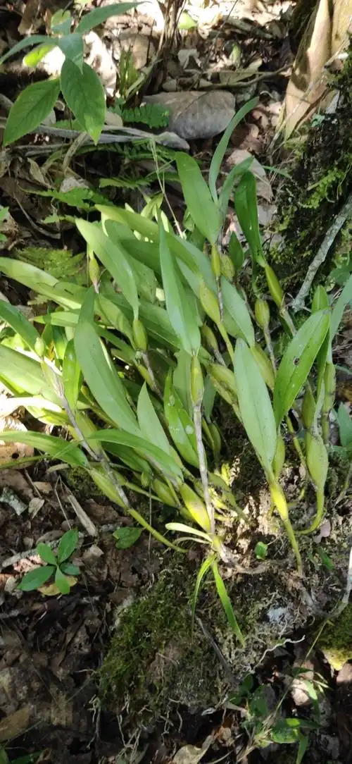 富强生态农业生态正宗霍山石斛风斗品质好品感佳