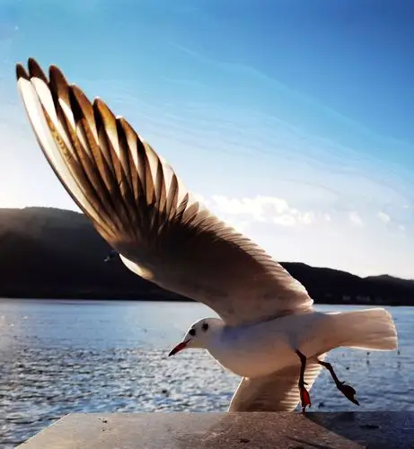 海鸥在飞翔 - 美篇