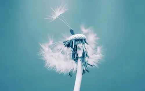 被夏天的风吹散的蒲公英壁纸