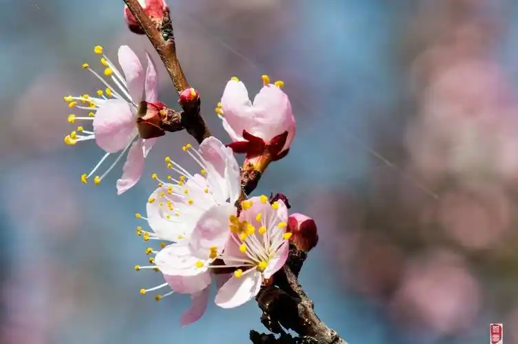 寻觅杏花美