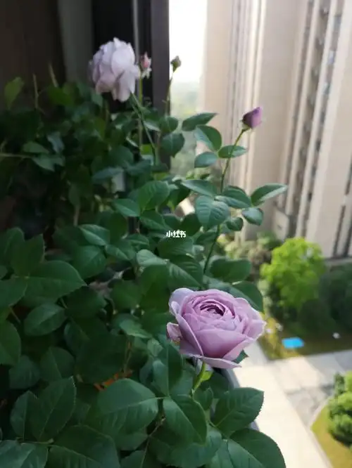 蓝色风暴八个花苞陆续绽放