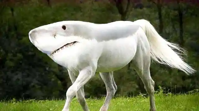 这两种基因变异的动物,样貌奇特又有些可爱,你绝对没有见过!