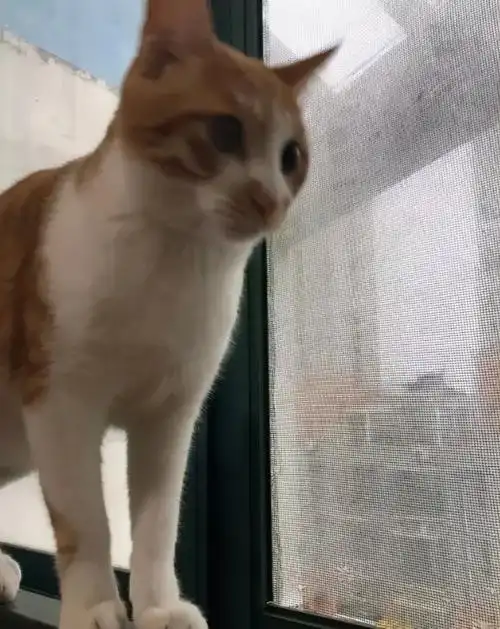 关于猫的搞笑说说配图「精辟」 _qq说说网