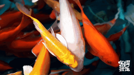 多肉|南湖|锦鲤_新浪新闻