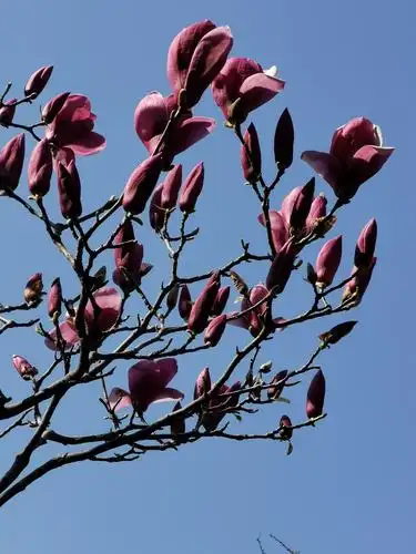 早春最美玉兰花