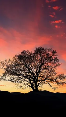 壁纸 树木,红色的天空,日落,云 3840x2160 uhd 4k 高清壁纸, 图片