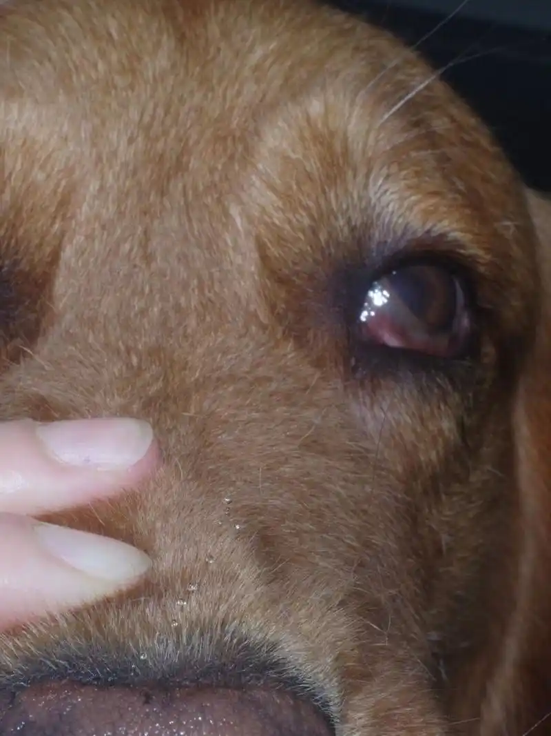 你家93猫咪眼睛出现:一侧瞳孔缩小一侧上眼睑下垂一侧眼球凹陷一侧