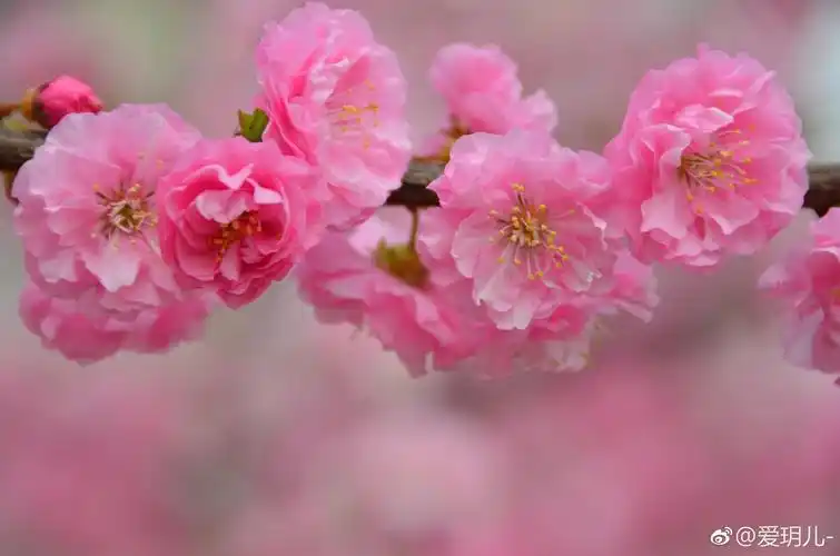 粉色的碧桃花真的很漂亮虽然大风阴天也要留下她们的美