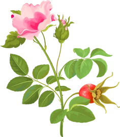 png#免扣背景png素材#花##透明小素材# a class="tex