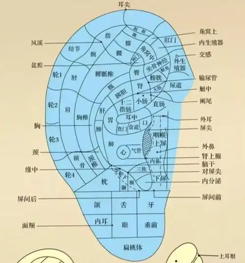 小小的耳朵上分布的穴位有200多个,其中常用的有90多个,能治疗的疾病