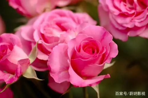 美丽鲜花:这组清秀典雅的植物,真是太美了