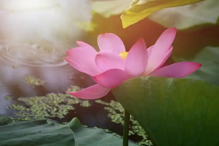 心若如莲心静如莲