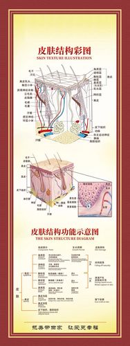 m768装饰画写真海报印制展板喷绘贴画664肌肤皮肤组织结构示意图