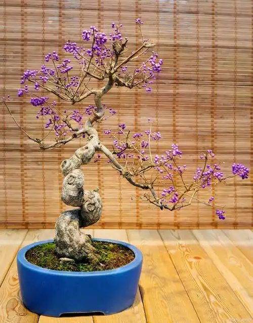 丁香盆景是一种非常美丽的盆景,它的花朵香气浓郁,色彩丰富,非常适合