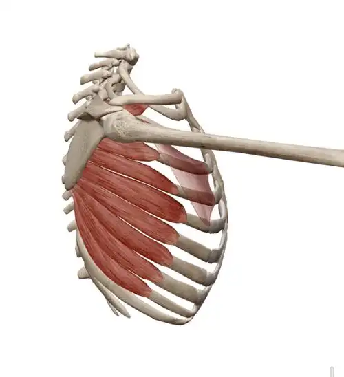 那是被你忽略的前锯肌,快来唤醒激活它!