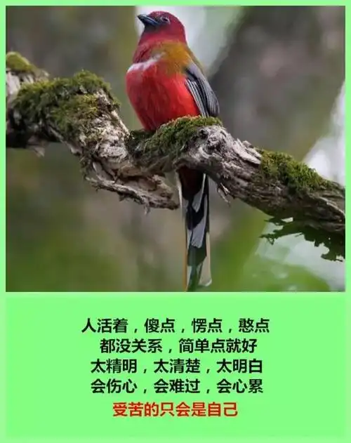 太精明,太清楚,太明白;会伤心,会难过,会心累