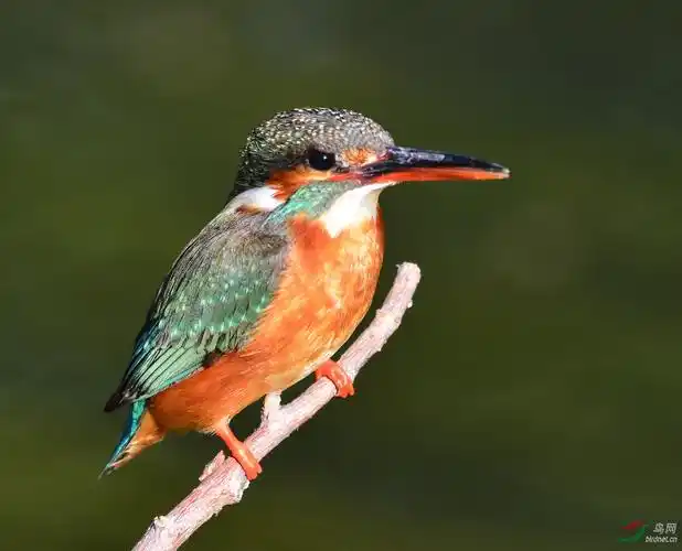 普通翠鸟标准照