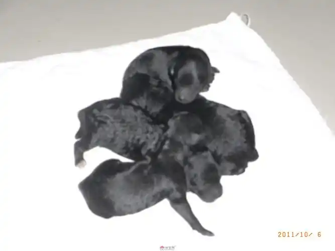 灰色泰迪2dd2mm新鲜出炉,先接受预定.要的m我!