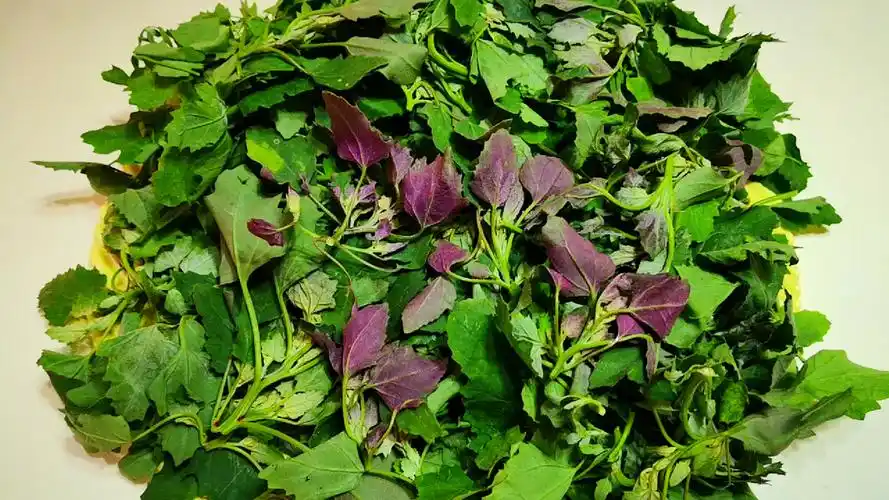 常常不被人们注意,甚至当成野草,它就是"灰菜",也叫"灰灰菜","徽菜","