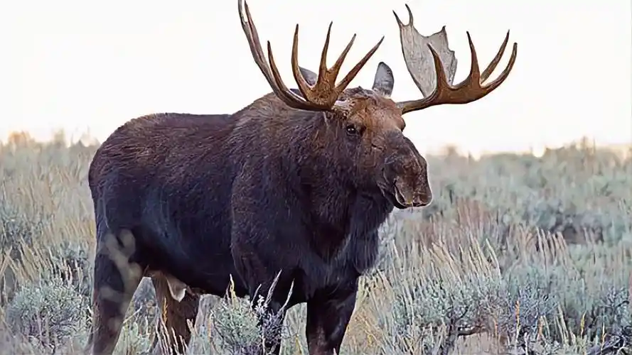 驼鹿交配完就扔器官,在国外泛滥成灾,到了国内就成了