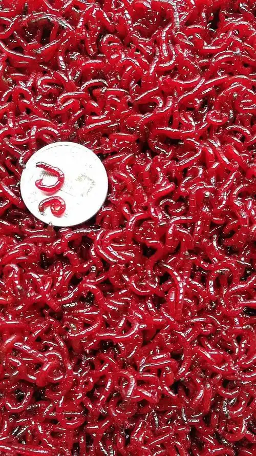 新款红虫活饵 鲜活红虫 黑头公虫红虫活体特大号大号钓鱼拉饵 赤恋