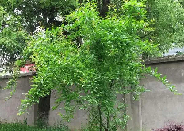 10款庭院主景观树木高颜值