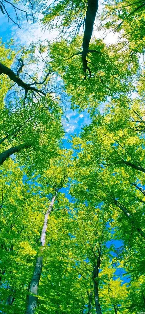 求深绿色系的壁纸