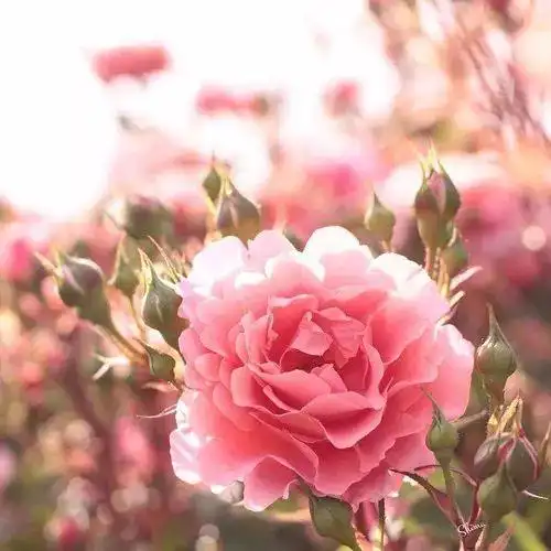 女人吉利的微信头像花