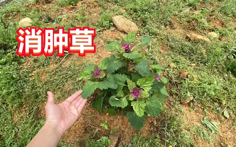 农村常见的"消肿草",它用途特别强大,赶紧认识一下吧