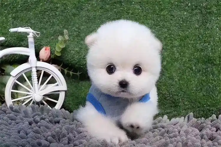 杯子狗多少钱一只 纸杯狗多少钱一只小狗插图