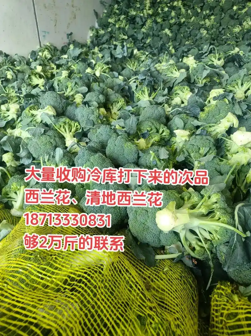 大量收购冷库打下来的次品西兰花,清地西兰花187133308 - 抖音