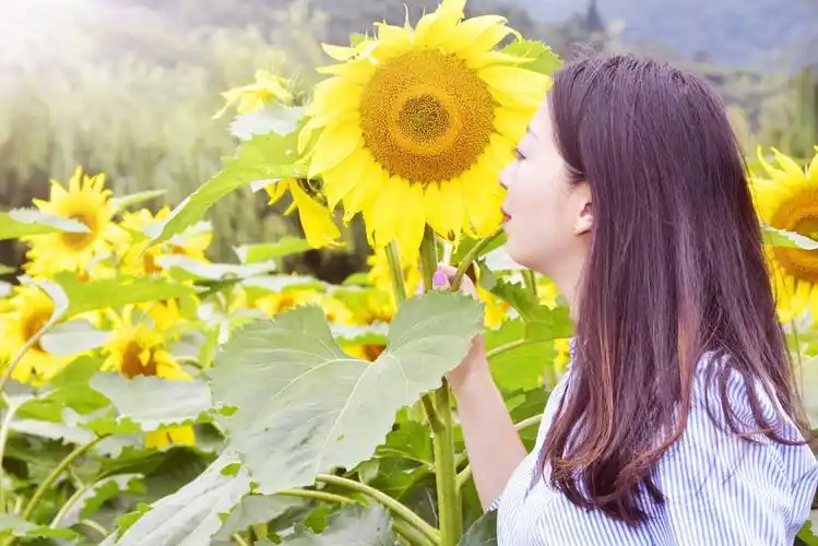 我希望躺在向日葵上,即使沮丧,也能朝着阳光.