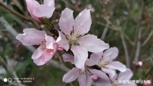 桃花有多少瓣?如果用一种物来比喻,你觉得初春的花都像什么?