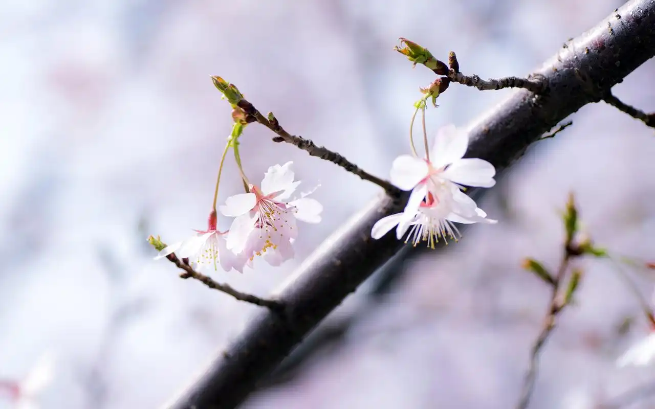 小清新粉色樱花唯美高清桌面壁纸-植物壁纸-手机壁纸下载-美桌网