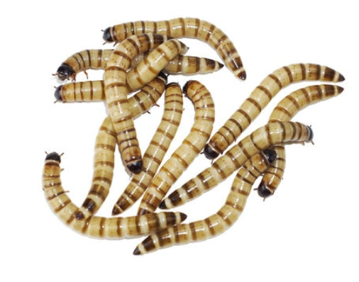 大麦虫价格是多少大麦虫的养殖效益怎么样