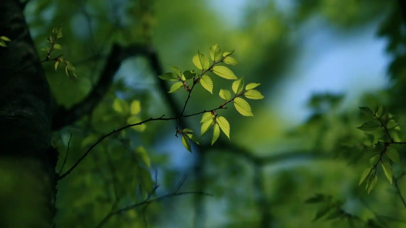 绿色护眼小清新嫩叶微距摄影高清宽屏桌面壁纸高清大图预览1920x1080